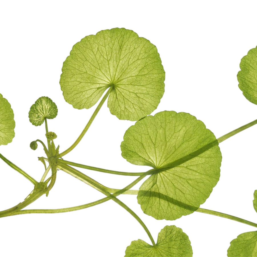 Vad är Centella Asiatica — och varför älskar koreansk hudvård den så mycket?